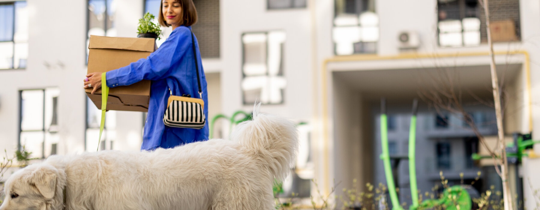 A woman in a blue outfit holds a cardboard box while walking a big, fluffy, white dog in front of a row of apartment buildings.