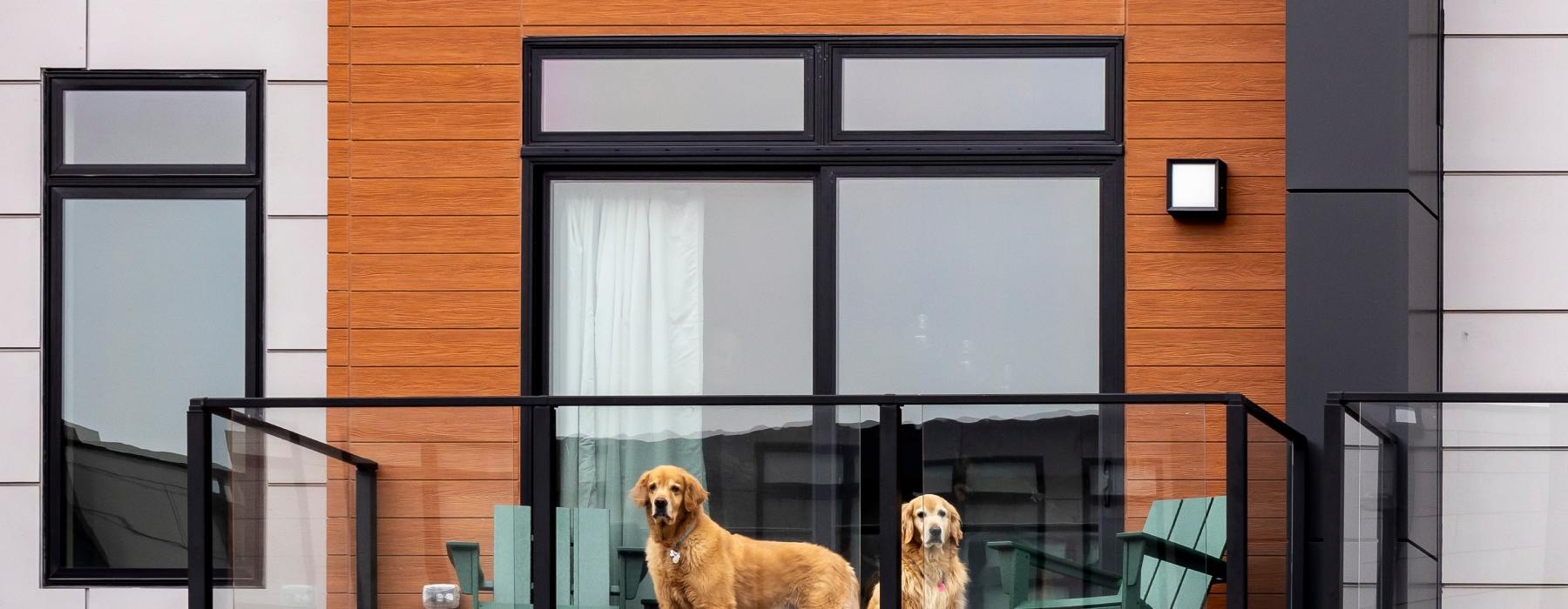 Two older golden retriever dogs standing on the balcony of a modern-looking apartment building next to two green chairs.