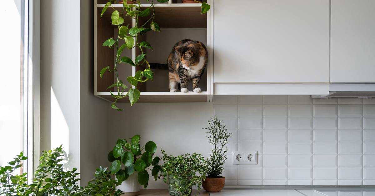 digtigardqozbllc-391046-house-cat-plants-image-a1 A small, calico cat plays in an open shelf hanging in an apartment, surrounded by house plants on the shelf and counter.